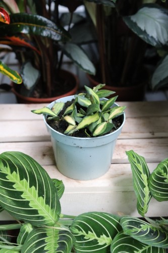 Hoya sp. aff. burtoniae variegata DS 70 (Hoja) (1).JPG
