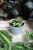 Hoya sp. aff. burtoniae variegata DS 70 (Hoja) (1).JPG