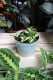 Hoya sp. aff. burtoniae variegata DS 70 (Hoja) (1).JPG