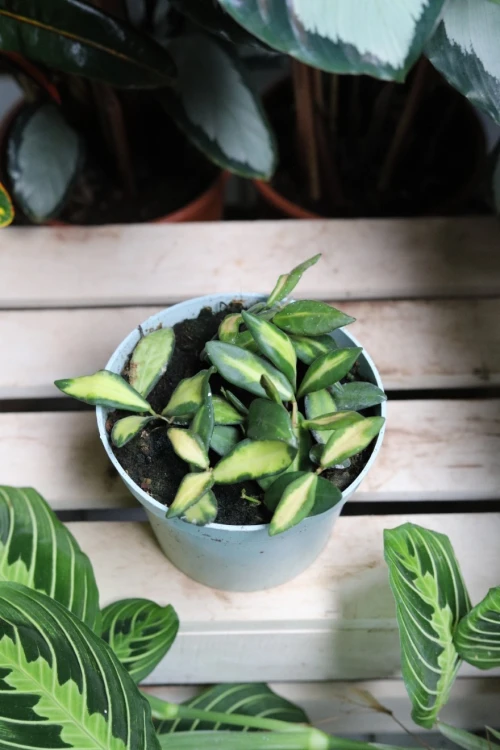 Hoya sp. aff. burtoniae variegata DS 70 (Hoja) (2).JPG