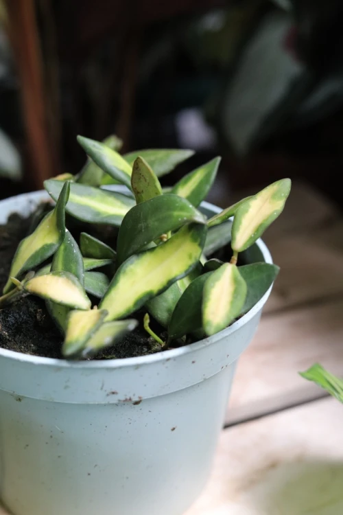 Hoya sp. aff. burtoniae variegata DS 70 (Hoja) (3).JPG