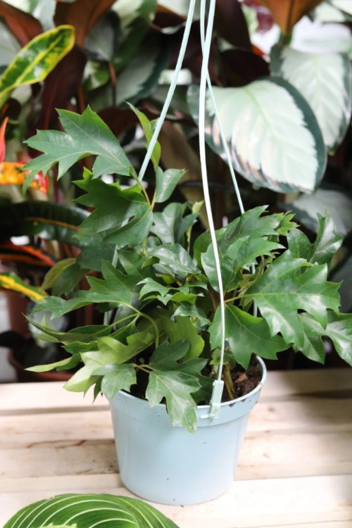Cissus rhombifolia (Cissus rombolistny) m (3).JPG