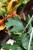 Cissus rhombifolia (Cissus rombolistny) m (4).JPG