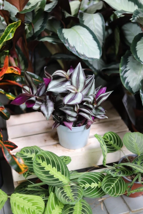Tradescantia Pink Joy (Trzykrotka) M (2).JPG