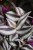 Tradescantia Pink Joy (Trzykrotka) M (3).JPG