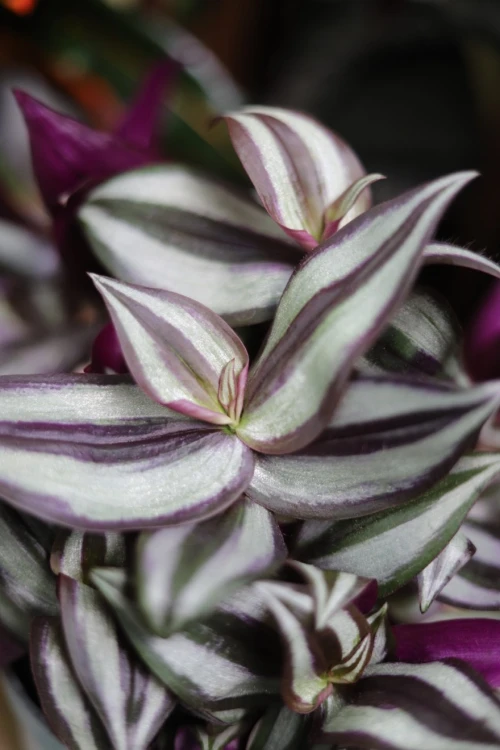 Tradescantia Pink Joy (Trzykrotka) M (3).JPG