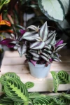 Tradescantia Pink Joy (Trzykrotka) M