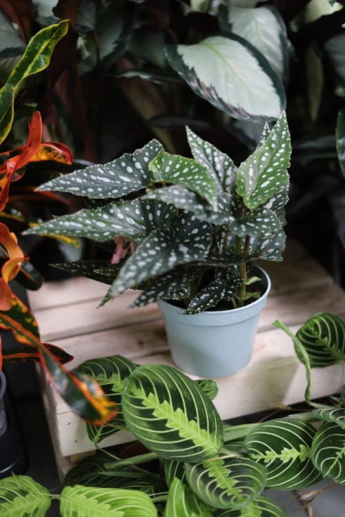 Begonia Maculata Double Dot – efektowna roślina doniczkowa o zielonych liściach z charakterystycznymi białymi kropkami. Idealna do nowoczesnych i tropikalnych wnętrz.