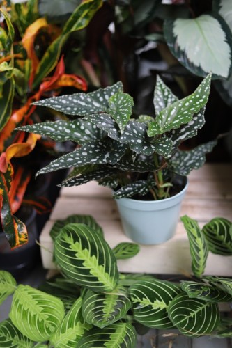 Begonia Maculata Double Dot to niezwykła odmiana tej rośliny, która zachwyca swoimi srebrnymi zdobieniami w postaci kropek na podłużnych blaszkach liściowych