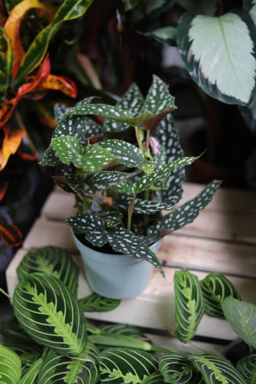 Begonia Maculata Double Dot