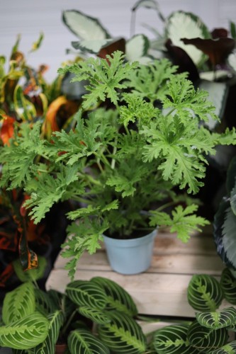 Pelargonium graveolens (Geranium lecznicze, Anginka) (1).JPG
