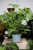 Pelargonium graveolens (Geranium lecznicze, Anginka) (2).JPG