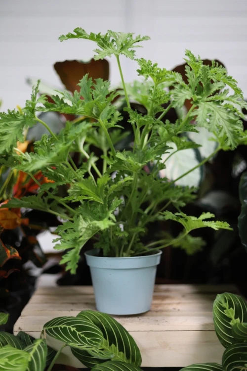 Pelargonium graveolens (Geranium lecznicze, Anginka) (2).JPG