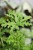 Pelargonium graveolens (Geranium lecznicze, Anginka) (4).JPG