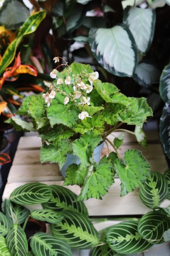 Begonia ‘Frog Master’ (1).JPG