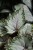 Begonia 'Asian Tundra' (4).JPG