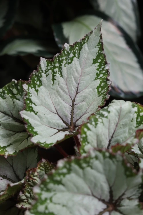 Begonia 'Asian Tundra' (4).JPG
