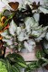 Begonia 'Asian Tundra' (3).JPG