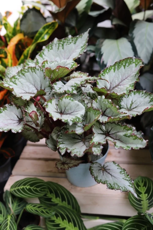 Begonia 'Asian Tundra' (1).JPG