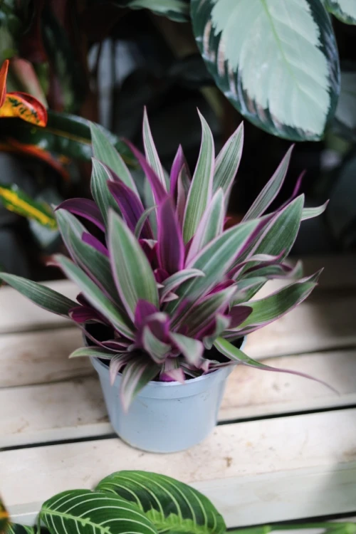 Tradescantia spathacea Sitara (Trzykrotka, Reo Meksykańskie) (1).JPG