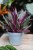 Tradescantia spathacea Sitara (Trzykrotka, Reo Meksykańskie) (2).JPG