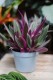 Tradescantia spathacea Sitara (Trzykrotka, Reo Meksykańskie) (2).JPG