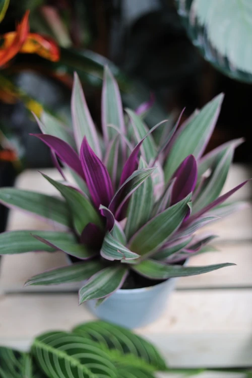 Tradescantia spathacea Sitara (Trzykrotka, Reo Meksykańskie) (3).JPG
