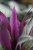Tradescantia spathacea Sitara (Trzykrotka, Reo Meksykańskie) (4).JPG