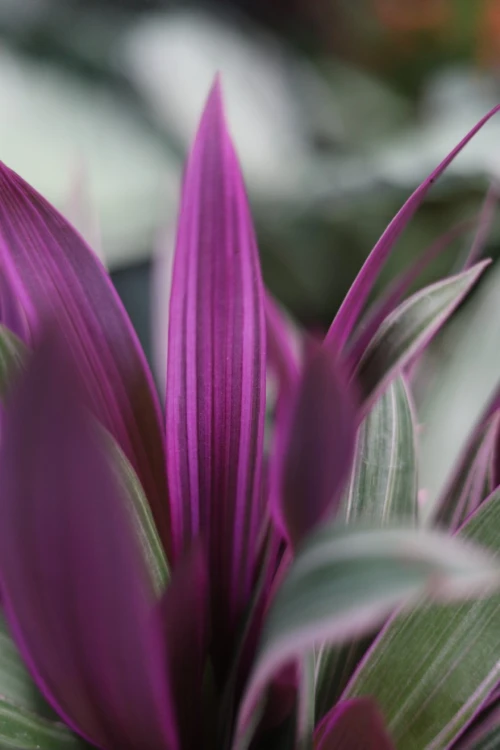Tradescantia spathacea Sitara (Trzykrotka, Reo Meksykańskie) (4).JPG