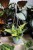 Philodendron scandens ‘Brasil’ L – efektowna roślina pnąca o zielonych liściach z żółto-limonkowymi przebarwieniami. Idealna do wiszących donic i półek.