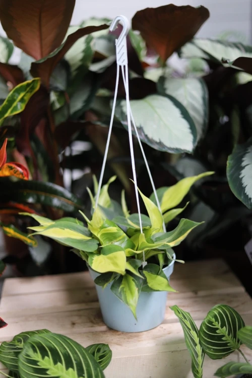 Philodendron scandens ‘Brasil’ L – efektowna roślina pnąca o zielonych liściach z żółto-limonkowymi przebarwieniami. Idealna do wiszących donic i półek.