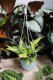 Philodendron scandens ‘Brasil’ L – efektowna roślina pnąca o zielonych liściach z żółto-limonkowymi przebarwieniami. Idealna do wiszących donic i półek.