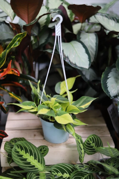 Philodendron scandens ‘Brasil’ L w aranżacji wnętrza – tropikalna roślina doniczkowa, która wprowadza do przestrzeni świeżość, kolor i egzotyczny klimat.