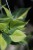 Zbliżenie liści Philodendron ‘Brasil’ ukazujące nieregularne, kontrastowe variegacje w odcieniach zieleni i żółci. Roślina łatwa w pielęgnacji i bardzo dekoracyjna.