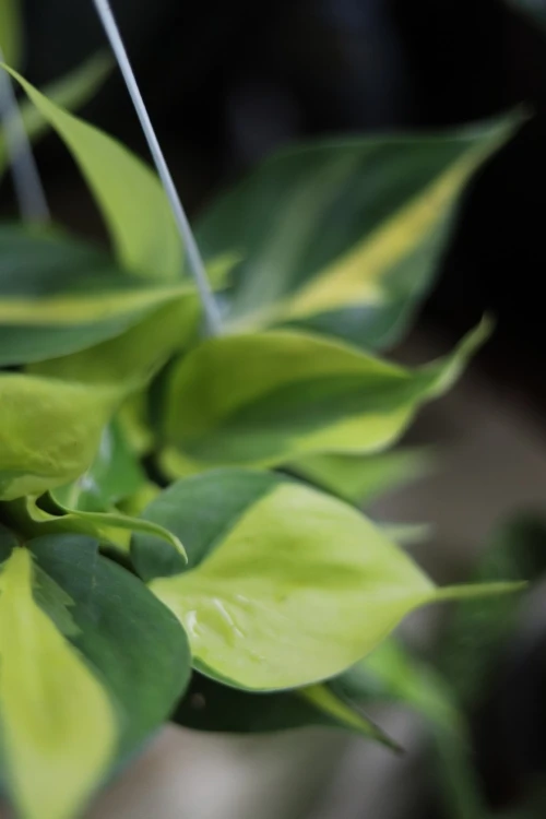 Zbliżenie liści Philodendron ‘Brasil’ ukazujące nieregularne, kontrastowe variegacje w odcieniach zieleni i żółci. Roślina łatwa w pielęgnacji i bardzo dekoracyjna.