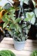 Peperomia Tetragona (5).JPG