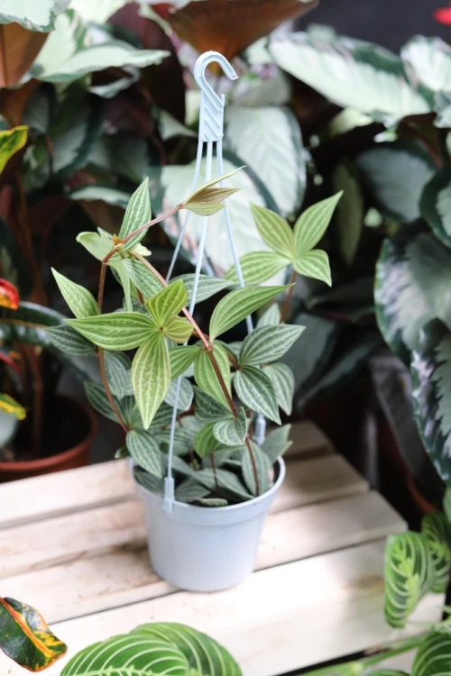 Peperomia Tetragona (1).JPG
