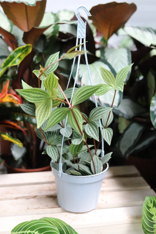 Peperomia Tetragona (2).JPG