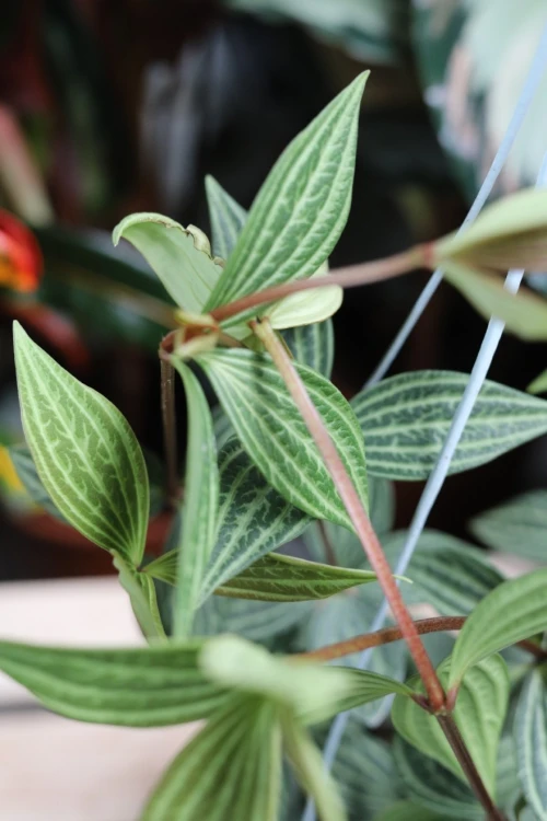 Peperomia Tetragona (3).JPG
