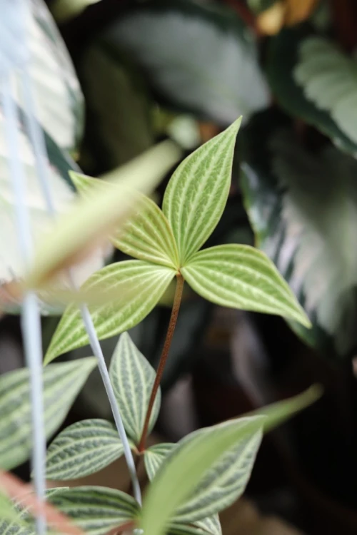 Peperomia Tetragona (4).JPG