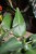 Żyworódka pierzasta (Kalanchoe pinnata) (3).JPG
