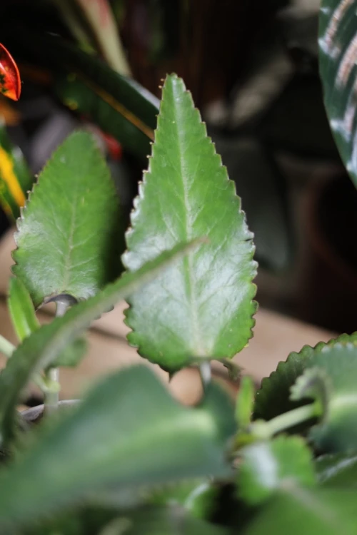 Żyworódka pierzasta (Kalanchoe pinnata) (3).JPG