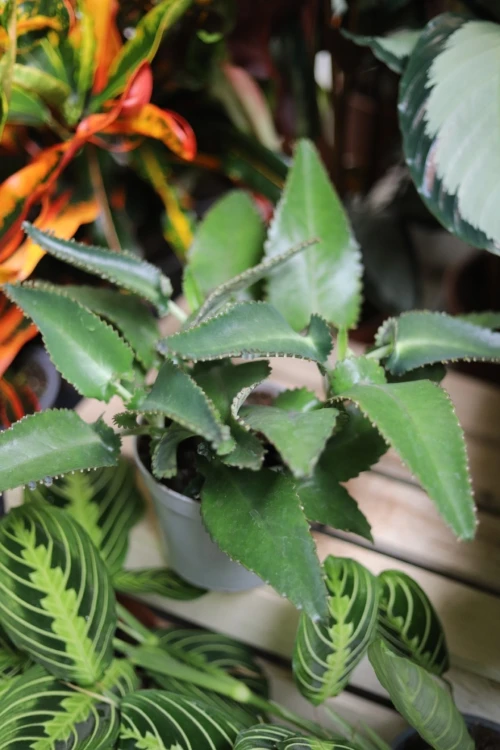 Żyworódka pierzasta (Kalanchoe pinnata) (4).JPG