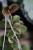 Hoya australis Blondie (Hoja australijska) (5).JPG