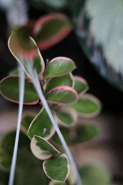 Hoya australis Blondie (Hoja australijska) (5).JPG