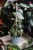 Hoya australis Blondie (Hoja australijska) (1).JPG