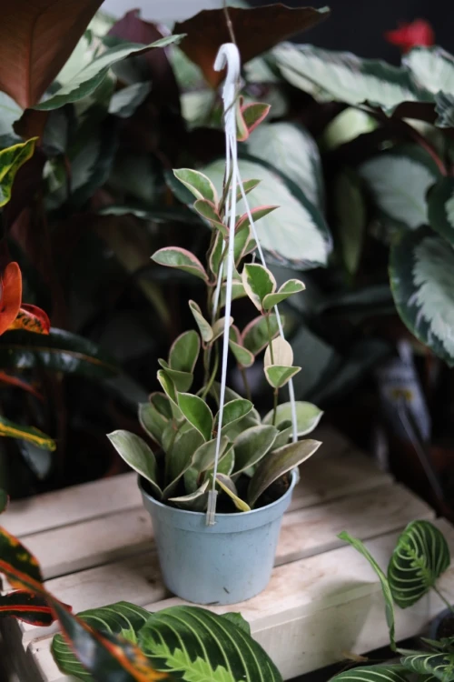 Hoya australis Blondie (Hoja australijska) (1).JPG