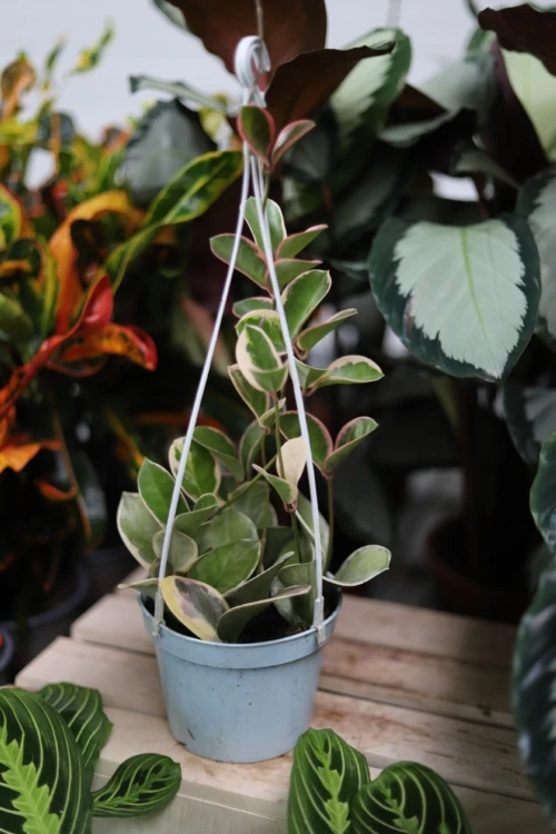 Hoya australis Blondie (Hoja australijska) (2).JPG