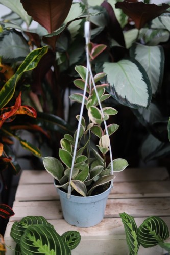 Hoya australis Blondie (Hoja australijska) (3).JPG