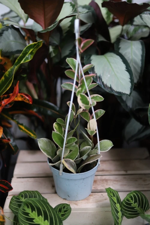 Hoya australis Blondie (Hoja australijska) (3).JPG